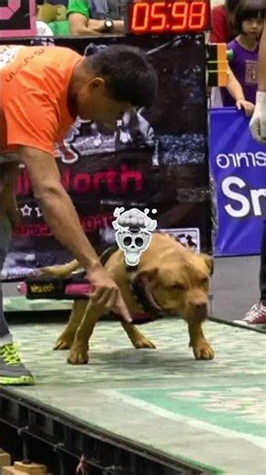 These Dogs Did the Impossible! 🐾 Incredible Animal Moments#dogs #animals #animalkingdom