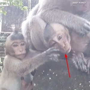 9.7K views · 217 reactions | Piggy monkey always asks mother to confort him all the time. | Bobby Monkey | Facebook