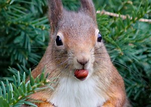 14 DIY Squirrel Feeder Ideas to Feed Furry Friends in Wintertime - Garden and Happy