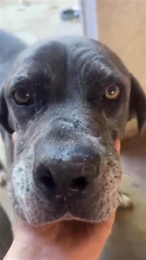 El Refugio on Instagram: "Pappo llegó a nosotros en 2020. “Llegar” es un decir, porque lo que realmente sucedió es que su familia anterior lo dejó atado a una columna cerca de nuestro predio y se fue sin mirar atrás. Pappo estaba furioso, y nos llevó casi un día entero poder desatarlo y entrarlo. Pero las personas que abandonan animales en los refugios nunca piensan en eso: si habrá lugar, si tendremos suficiente comida, si podremos poner al perro agresivo que nos dejan atado afuera en un lugar 