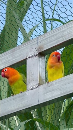 Cute love birds❤️🥰 #lovebirdsfarming #birds #lovebirds #birdingparadise