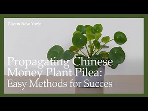 Propagating Chinese Money Plant Pilea: Easy Methods for Success by Focus New York