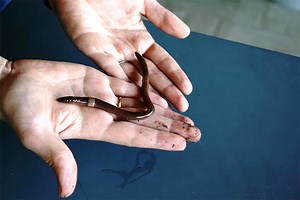 Oakland University Biologist Studying Spread of Invasive Worm in Michigan