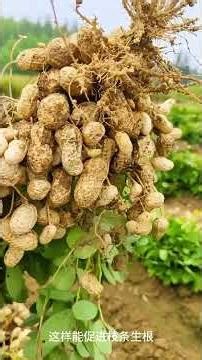 This is a planting technique that will make you a planting expert! #Science #PlantingTips #Plants...