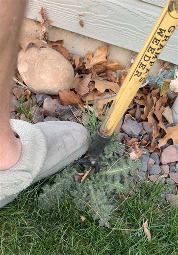 @Grampas Gardenware Co. makes the best stand up weed puller out there! Saves my back every year and makes pulling weeds so much easier! I don’t hate gardening anymore! #weeding #weeder #grandpasweeder #gardening #tiktokshopcreatorpicks