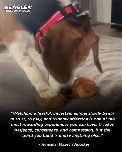 This #TestimonialTuesday, we wanted to share the beautiful story of backyard-breeding survivor, Mozey, and his amazing new family. 🐶❤️ Here’s what her new mom, Amanda, had to say about their experience together, so far: Our beagle, Mozey, came from a neglected backyard breeding operation, where he spent most of his life in overcrowded, unsanitary pens alongside many other dogs. The most challenging part has been realizing that, even though he’s a senior dog, everything is new to him. It often f