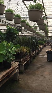 1.3K views · 55 reactions | It’s a jungle in here! We just finished unpacking a new shipment of tropical plants in variety of sizes. We have Fiddle Leaf Figs, Pothos, Corn Plants, and so many more beautiful tropicals filling the greenhouse with their beautiful foliage. Come by and shop these freshly shipped beauties today! | Salisbury Greenhouse | Facebook