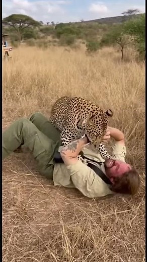 Terrifying Moment: Tourist Faces a Wild Leopard During Safari!