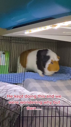 Ummmmm.....#fyp #foryoupage #guineapig #henasty | Guinea Pig