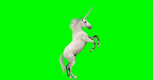 Unicorn Various Actions Stock Motion Graphics SBV-338422099 - Storyblocks