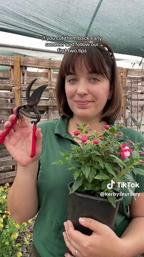 Three Care Tips for Fuchsias 🩷