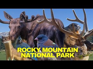 🦌🐻Epic Wildlife Encounters in Rocky Mountain National Park