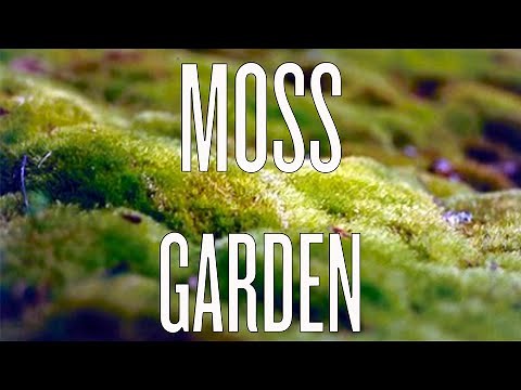 Indoor Moss Garden