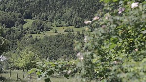 🌲🌲Gornji Ibar nekad je bio ponos Rožaja i drvoprerade na sjeveru Crne Gore. Danas, drvopreradu u Rožajama nose male firme jer se decenijama država prije svega orijentisala na izvoz drvne sirovine. Zato Crna Gora uvozi skoro 100 miliona eura namještaja, a mali drvopreračivači pokušavaju da opstanu u takvim tržišnim uslovima. . . . #RTCG | Radio televizija Rožaje