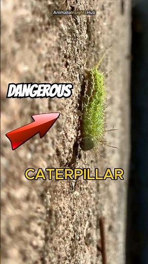 Lonomia, One Of The Deadliest Creatures On Earth 🐛