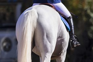 Why Wednesday ~ Are there any new Techniques being taught? Answer: Sacrum Float The Sacrum Float is a deceptively simple technique that is not in the Beyond Horse Massage book but it is now taught at the Weekend Seminar. If your horse's tail is tucked in or sensitive, there is a good chance there is tension in the sacrum which can affect the hamstrings and hocks also. In this video, Jim is slowly bringing the horse's tail away from the body until he sees a response from the horse. By bringing th