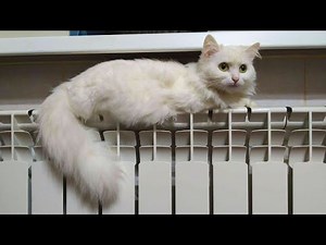 Почему кошка лежит на батарее ?