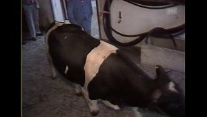 Importkontingente Fleisch