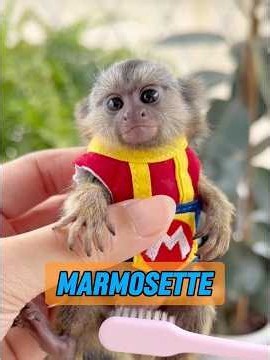 What kind of monkey is this anyway? #animal #animism #animals #animalintelligence