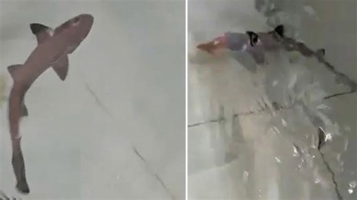 Something impossible happened to this shark the shark with no father