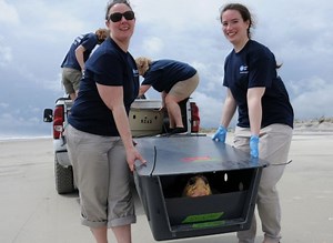 Endangered Cape Cod Sea Turtles Found Near Death Saved