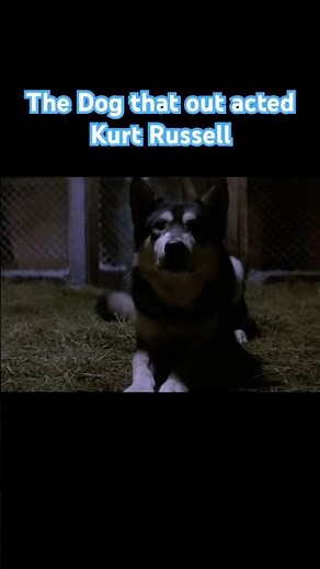 The Best Actor in THE THING Was a Dog 🐕🥶 #genx #horrorfilm
