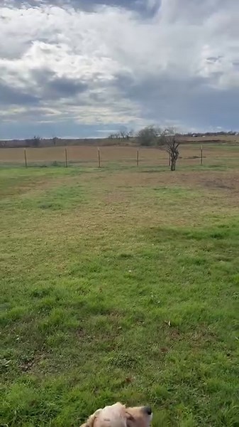 4.1K views · 71 reactions | ❤️ Christmas Eve morning and our recent Alum Lady is out enjoying a game of fetch and meeting a new friend! She’s enjoying being a dog and having fun. Activities strengthen the bond of love and trust between the owner and dog, prevent boredom, keep young dogs fit, and help them to be more social, secure and confident. We couldn’t be any happier for Lady! ❤️ | Houston Cocker Spaniel Rescue | Facebook