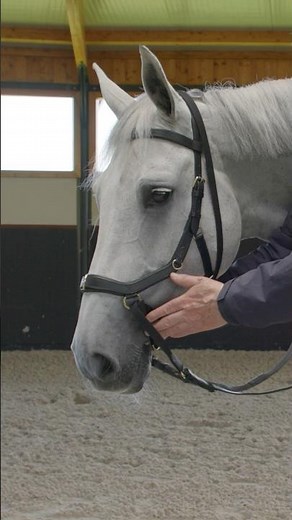 How to Use the Micklem Multi Bridle: Riding, Lunging & Bitless Explained