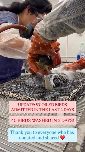 🚨HELP NEEDED: Oiled Bird Crisis in Southern California! International Bird Rescue (IBR) is caring for oiled birds following an incident off the Santa Barbara coast. 🥺 All hands are on deck, with staff from their LA and SF Bay-Delta Centers, dedicated volunteers, and even the CEO pitching in. Teams are working tirelessly along the Ventura and Santa Barbara coastlines to locate and rescue affected seabirds, but they need your help. Over 100 oiled birds, mostly Western Grebes, have already been r