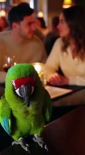 Talking Parrot on Instagram: "Parrot Exposes Boyfriend In 10 Seconds #TalkingParrot #ParrotComedy #ExposedByParrot #CoupleComedy #ViralParrot"