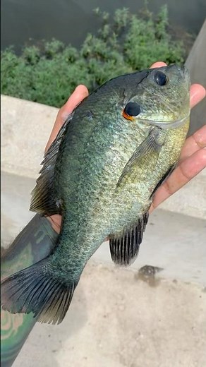 🔥GIANT SHELLCRACKER🔥#fishing #ultralightfishing #angler #fishermen #freshwaterfish #redearsunfish