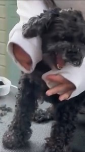 This Schnoodle is banned by every single groomer in Congleton. The drama is real 😬 #dogreels #Schnoodle #DogGrooming | Dogs Behaving Very Badly