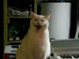 Scary Cat Hiss