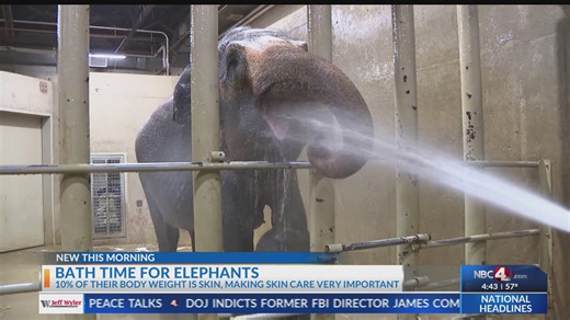 Columbus Zoo & Aquarium elephants enjoy bath time