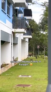 33K views · 1K reactions | Lol the lady using stick to chase them off at start...勞類 : eugeneths tiktok | Sgmustwatchla | Facebook