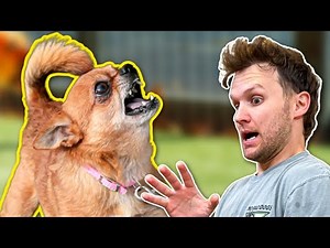 DOGS GET PUT DOWN FOR THIS! (LEASH AGGRESSION)
