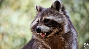 Raccoon facts: 14 tips to protect your chickens from attack.