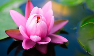The Lotus Flower: Why This Beautiful Flower is Significant