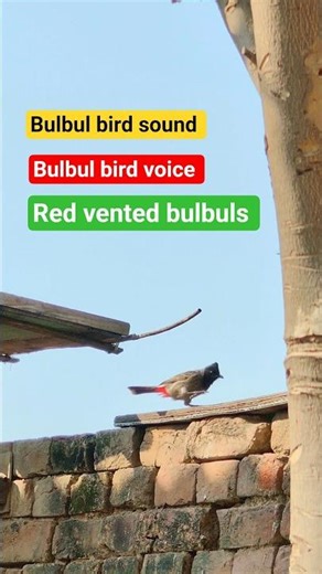 Red vented bulbul sound | bulbul bird sound | bulbul bird voice | bulbul bird call | bulbul sound