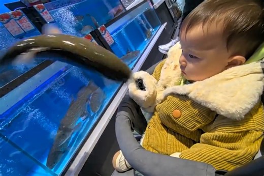 Holy ‘carp’! Fish jumps out of tank and into baby’s lap