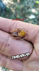 Re Upload Cayman Spider #viewers #follower #gagamba #spiderlover #viralreelschallenge | Jks Web