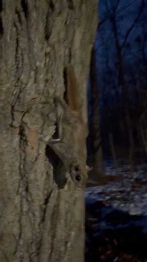 Feeding Flying Squirrels Peanuts at a Tree at the Edge of the Woods