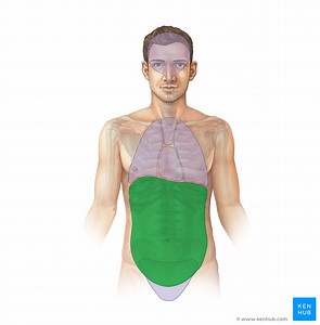 Abdomen and pelvis