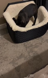 #puppy #drama #french #dog #cute #funny | Judith Coleman