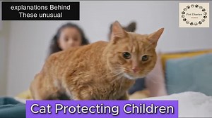 10 Strange Cat Behaviors