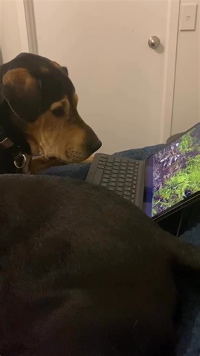 Animals hearing and knowingness is more astute than us humans Being prepared for the firework season is a must Dogs first time hearing fireworks is your opportunity to shape how safe they feel in this environment Doing some simple steps to make it a good experience will shape them long term 1/ Plan to be home especially on Guy Fawkes night is a must. And times like New Year’s Eve , Diwali when fireworks are likely 2/ Well before it gets dark exercise with playing or a walk - tire them out a bit 