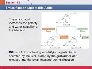 3B 8.11 Emulsification Lipids: Bile Acids