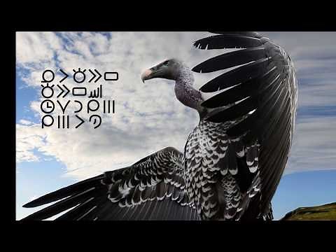 waso wawa - Toki Pona song