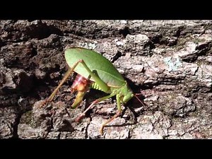 katydid oviposits