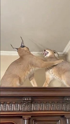 Attack each other 😱😨 #attack #fight #caracal #caracalcat #pumba #animals #viral #viralshorts